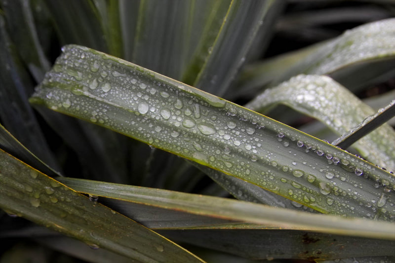After the Rains