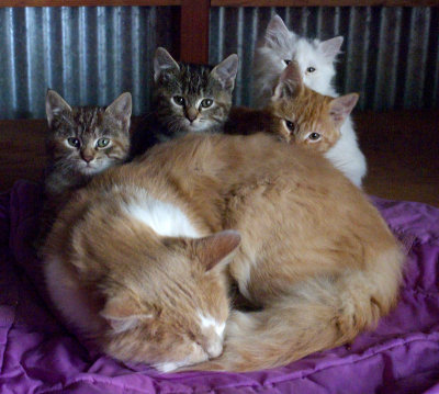 Pouncer and the Kids: Dandylion, Mehitabel, Tinsel and Duma