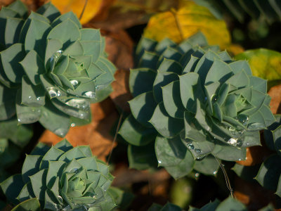 Euphorbia in Fall