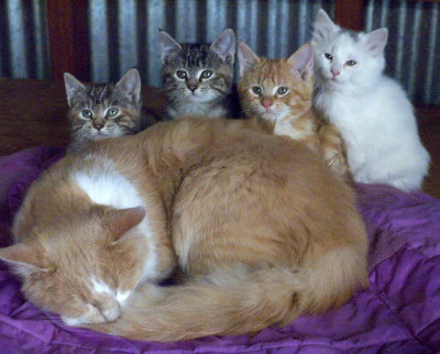 Pouncer and the Kids: Dandylion, Mehitabel, Duma and Tinsel