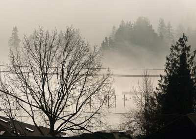 Foggy view of the park