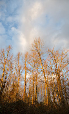 Sun caught in branches