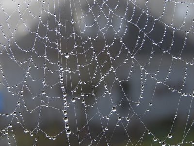 Dew on Web