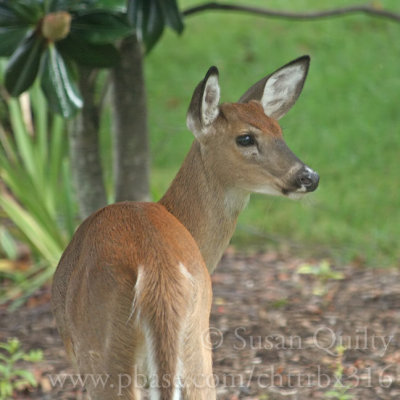 Deer in My Yard