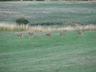 And yet more deer