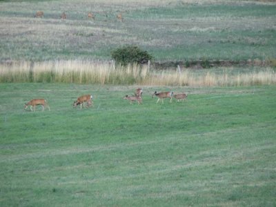 Another shot of the deer