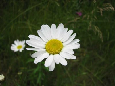 Yep...it's a flower