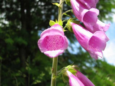 Yep...it's another flower