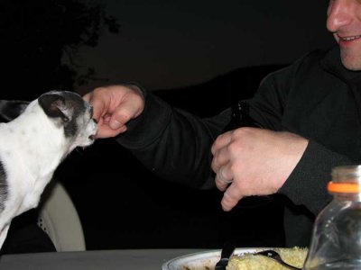 Eating well for a dog