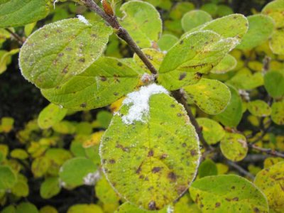 Yep...that's frost/snow on the leaf