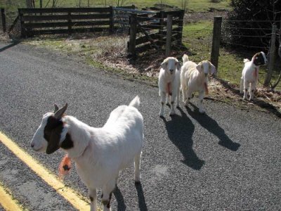 goats-on-the-road2.jpg