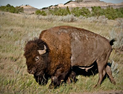 Theodore Roosevelt National Park, North Unit