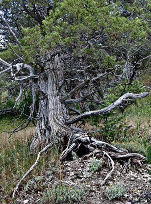 Mammoth Hot Springs, Old Tree