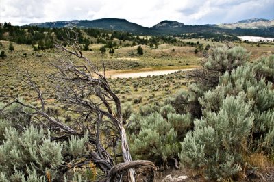 Near the Lamar River