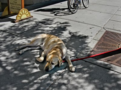 Wildlife, Bozeman Montana