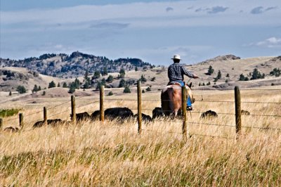 Herding Cows, Western Montana