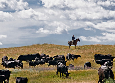 Herding Cows, Western Montana