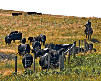 Herding Cows, Western Montana