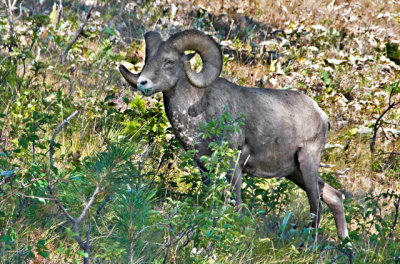 Bighorn Sheep, National Bison Range, Montana