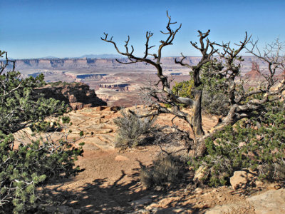 Antique Tree, Canyonlands