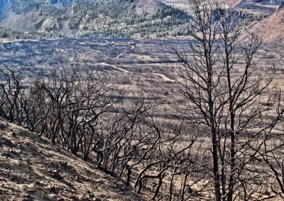 More burnt trees