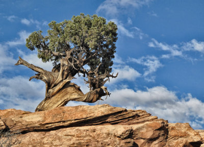 Utah Juniper #2