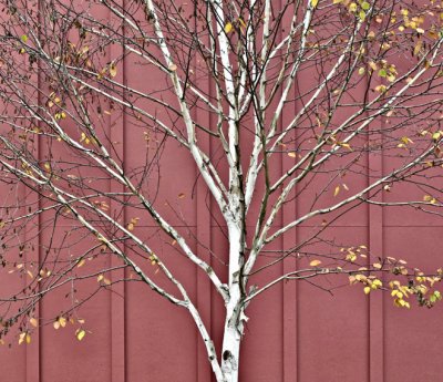 Birch