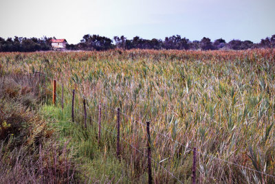 Farmhouse and Field, Camargue