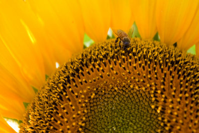 sunflowers