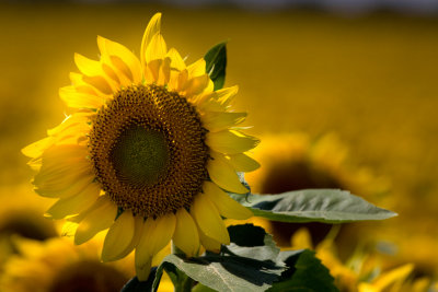 sunflowers