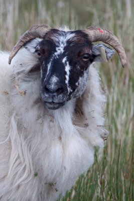 connemara