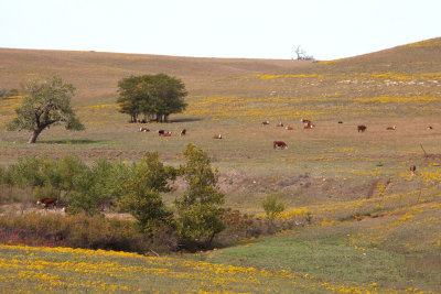 Flint Hills   06.jpg