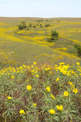 Flint Hills   09a.jpg