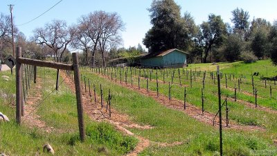El Dorado County Vineyard