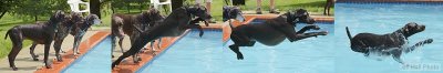 German Shorthair Rescue Reunion - May 2009