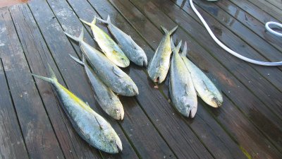 img_1679_std.jpg