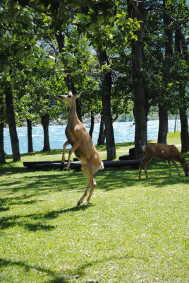 deer stands on hind legs