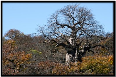Baobabs camino a Warmquelle