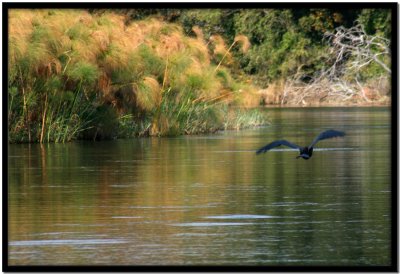 Delta del Okavango