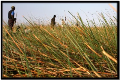 Delta del Okavango