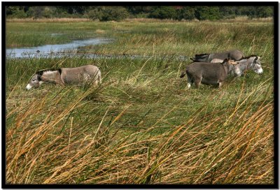 Delta del Okavango