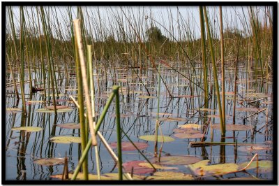 Delta del Okavango