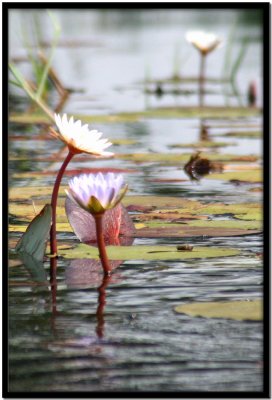 Delta del Okavango