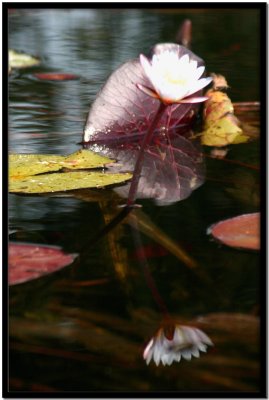 Delta del Okavango