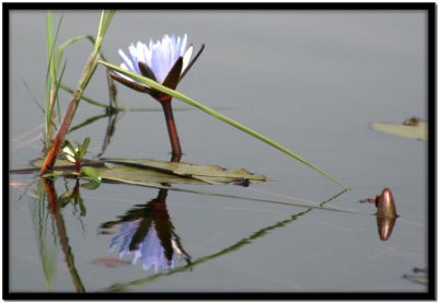 Delta del Okavango