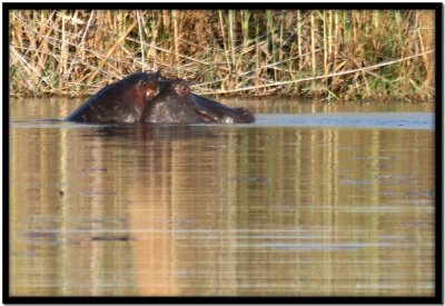 Delta del Okavango