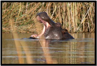 Delta del Okavango