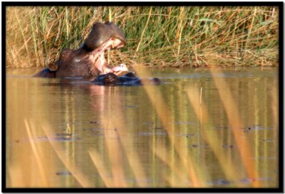 Delta del Okavango