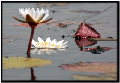 Delta del Okavango
