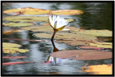 Delta del Okavango